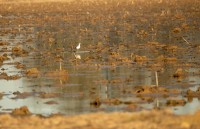 Desembocadura del Guadaíra